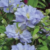 Clematis Diamond Bal